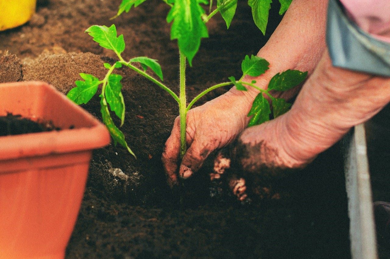 planting in compost