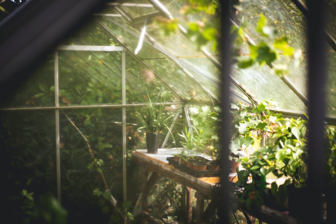 plants in greenhouse