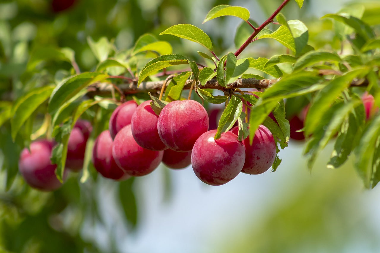 plum tree