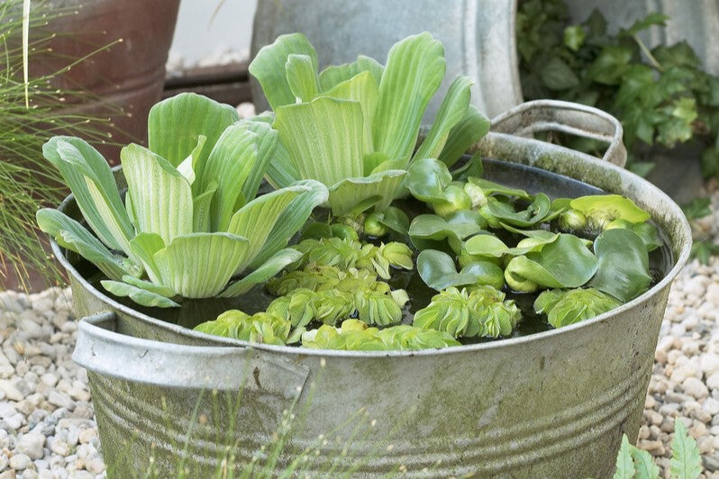 pond in a pot