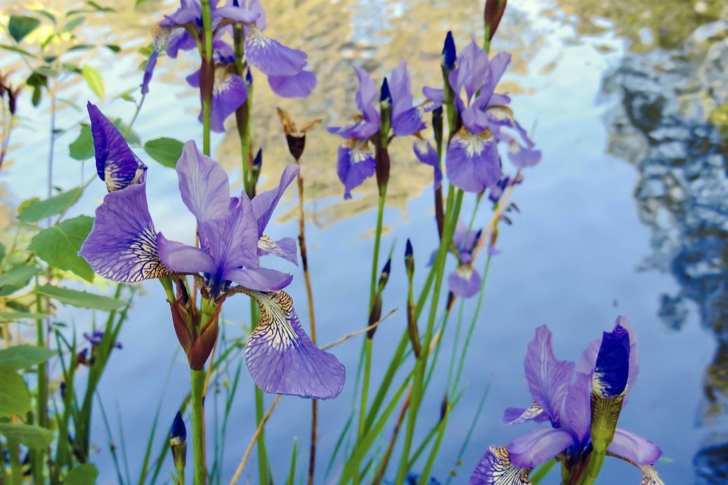 pond iris