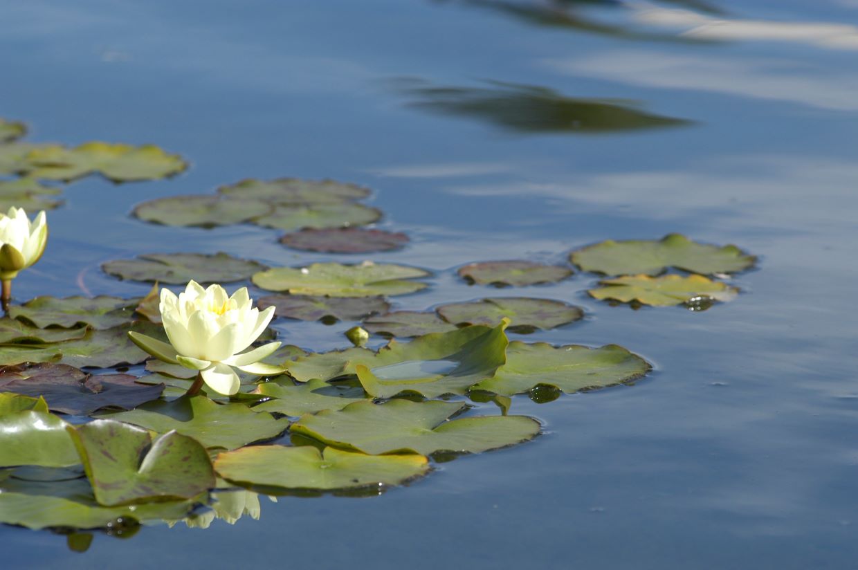 pond lilies