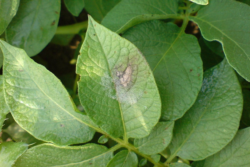 potato blight