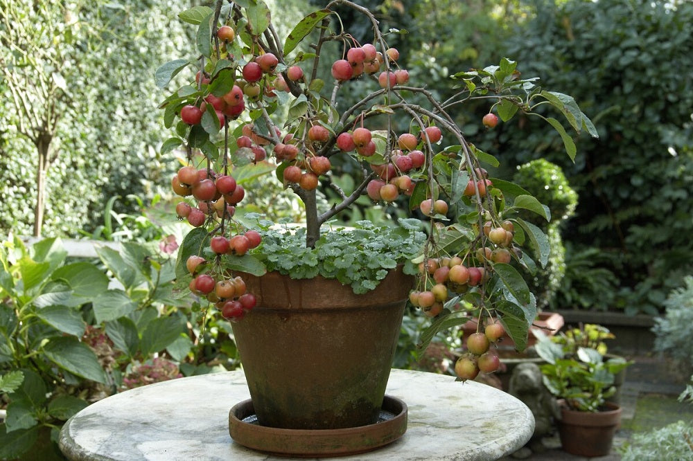potted apple tree