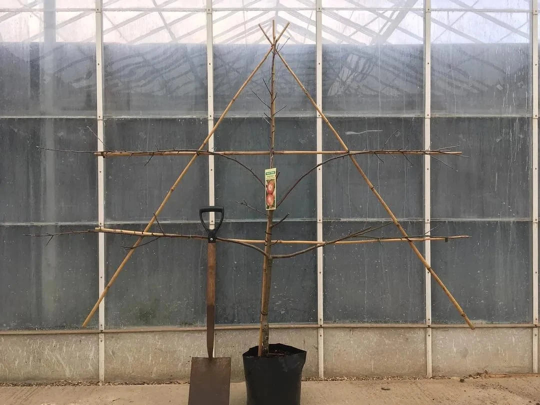 potted tree
