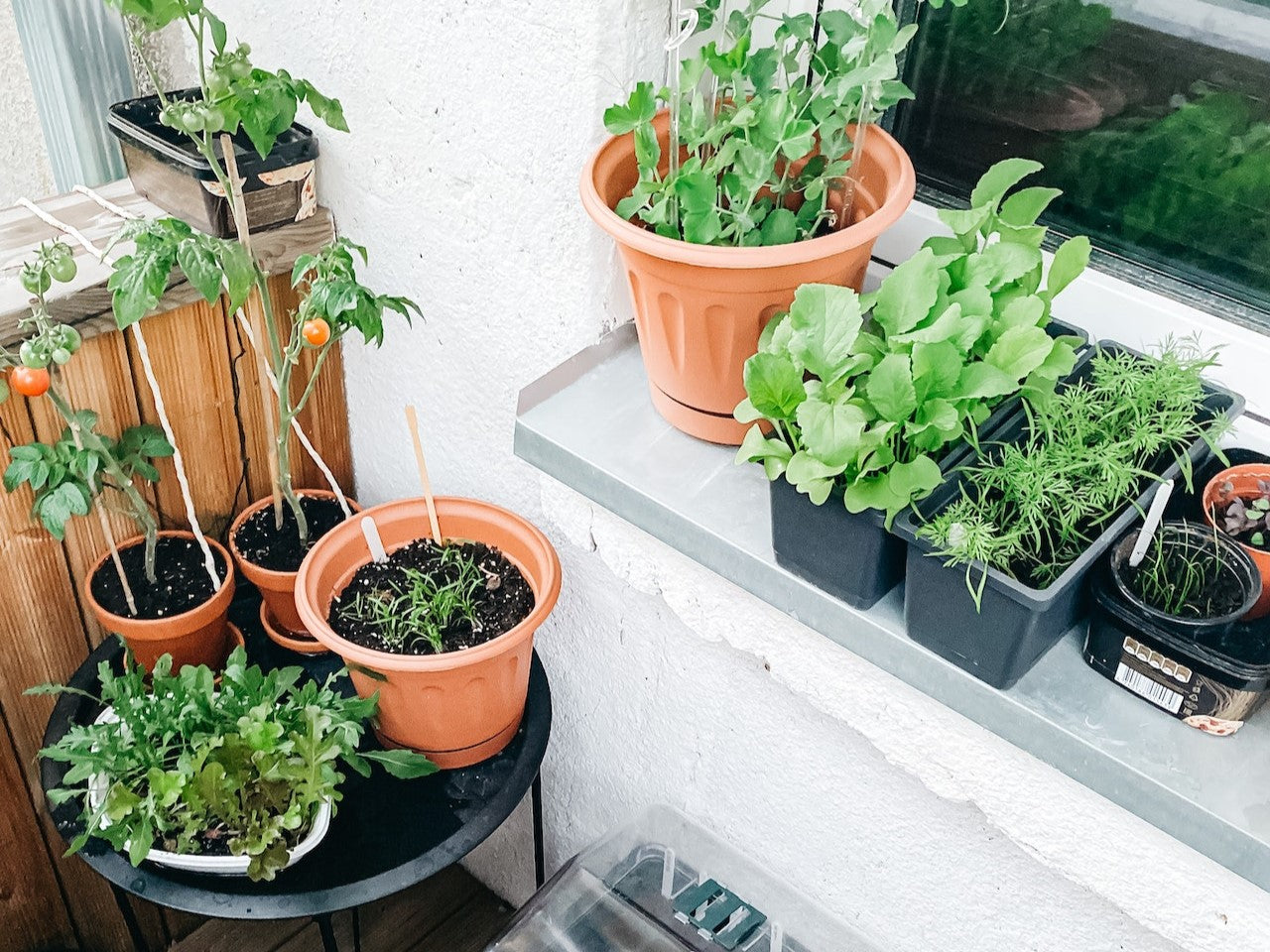 potted vegetables