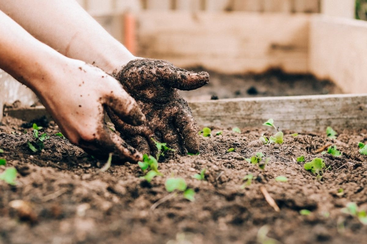 preparing veg bed