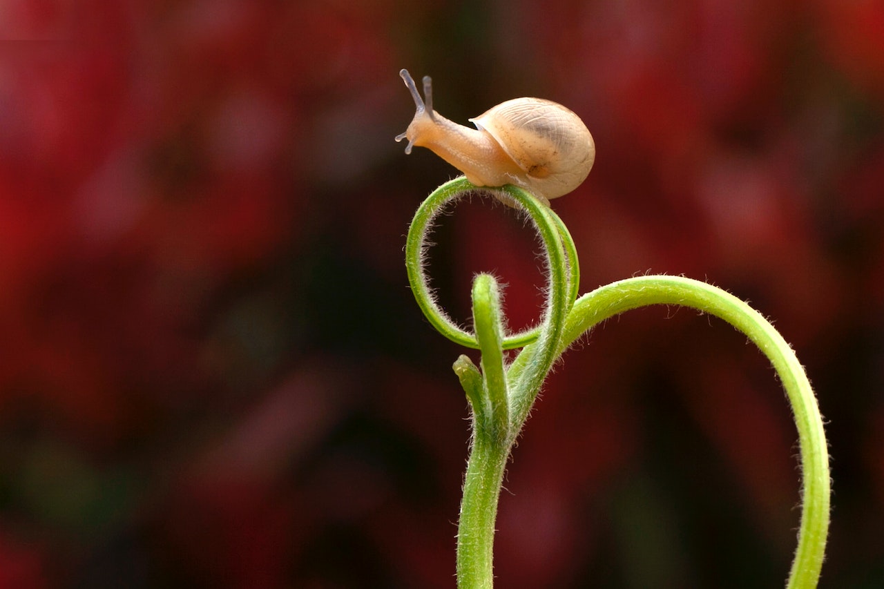 how to grow peas