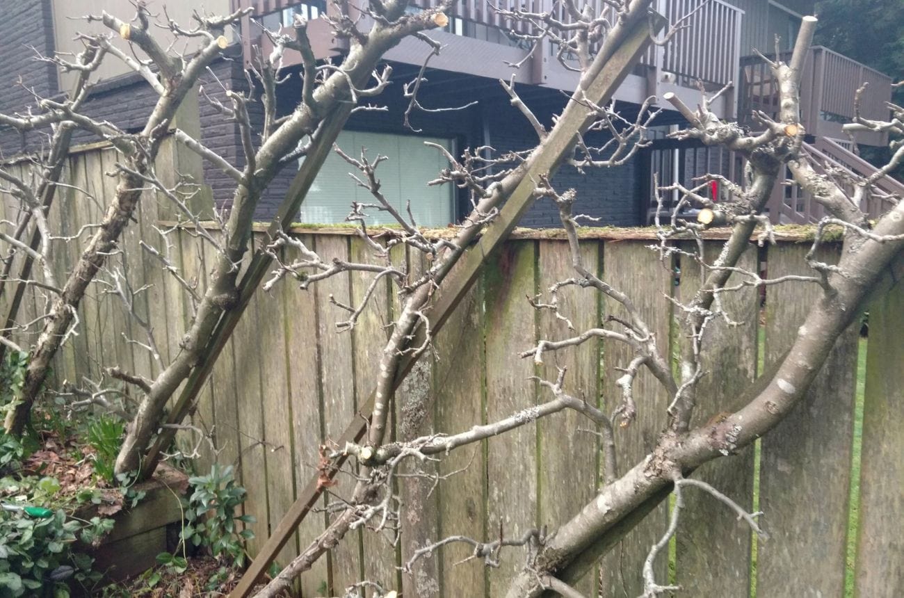 pruned apple cordons