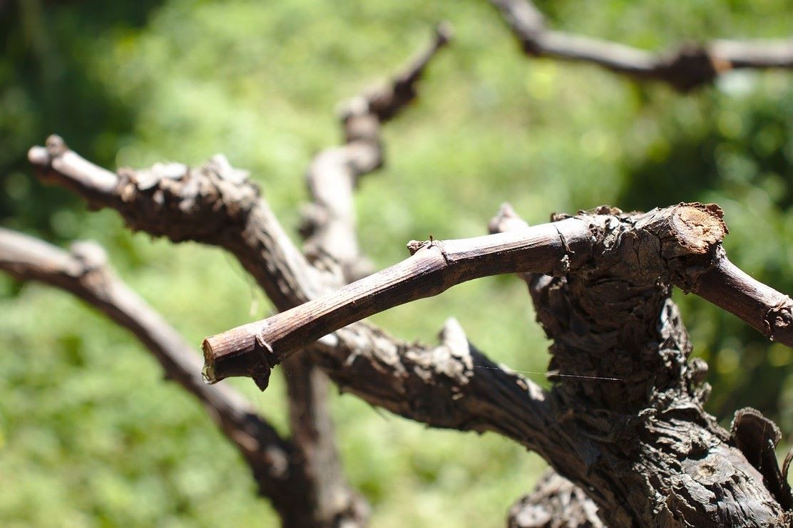 pruned old grape vine