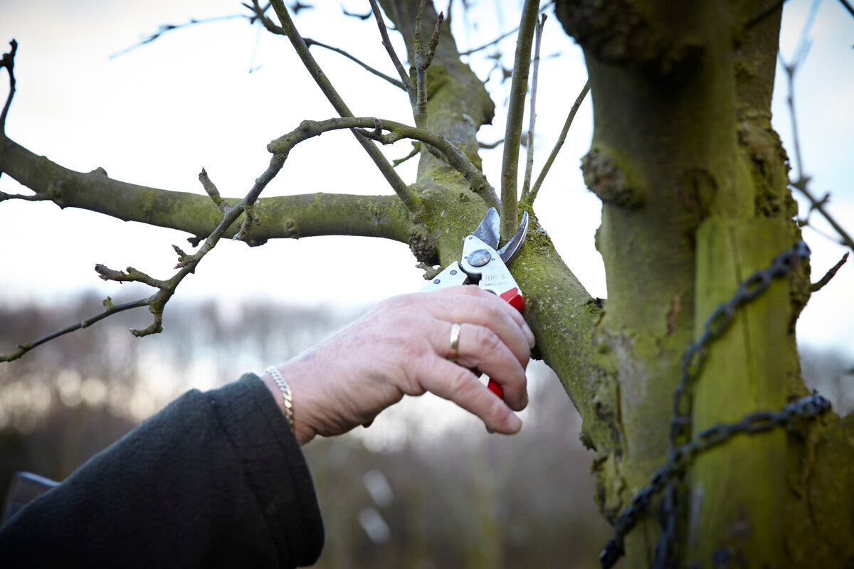 pruning tree