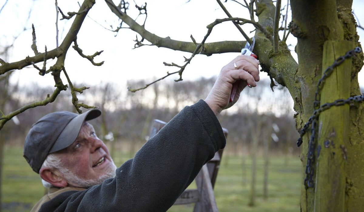 pruning an apple tree