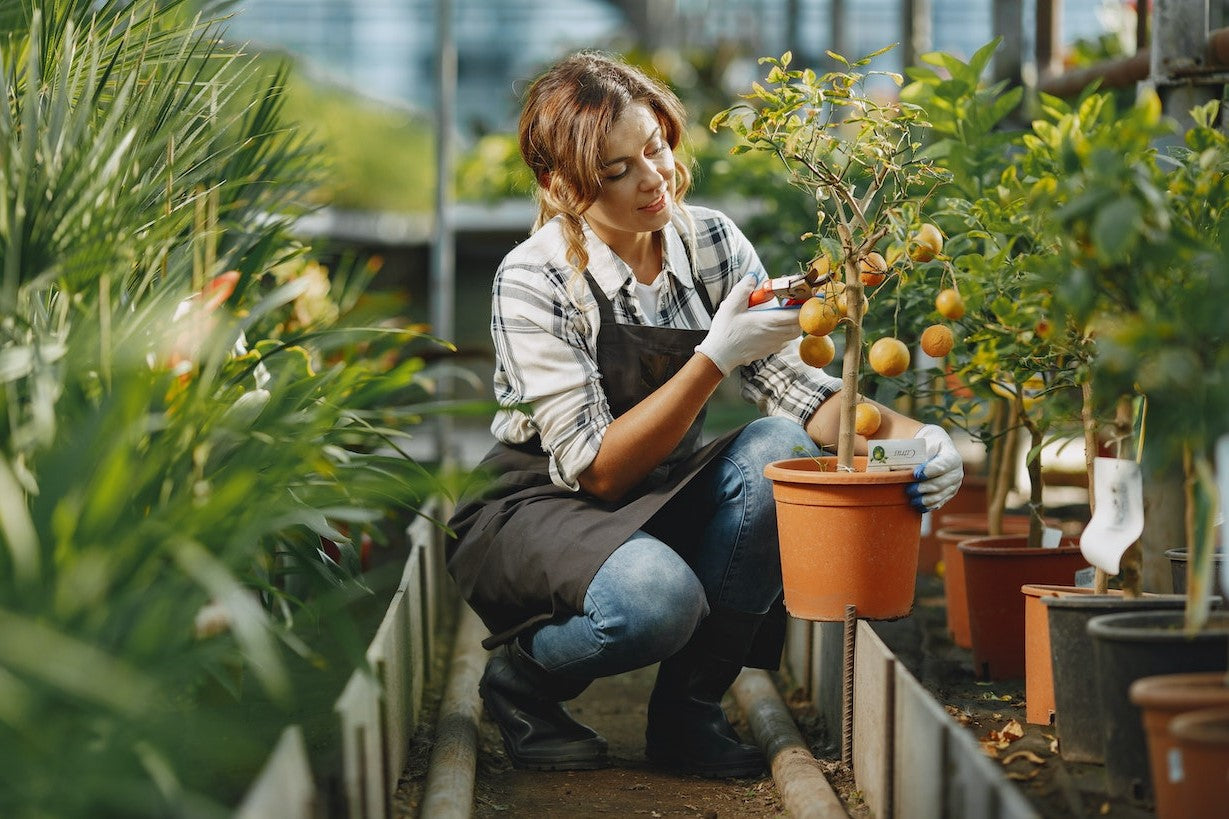 pruning fruit tree in pot