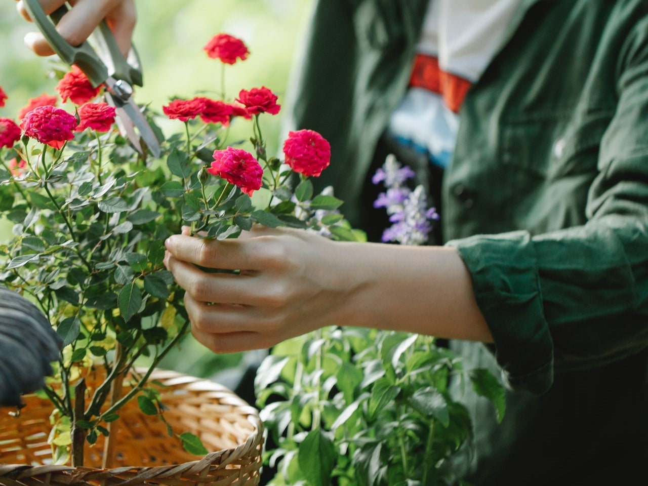 pruning patio rose