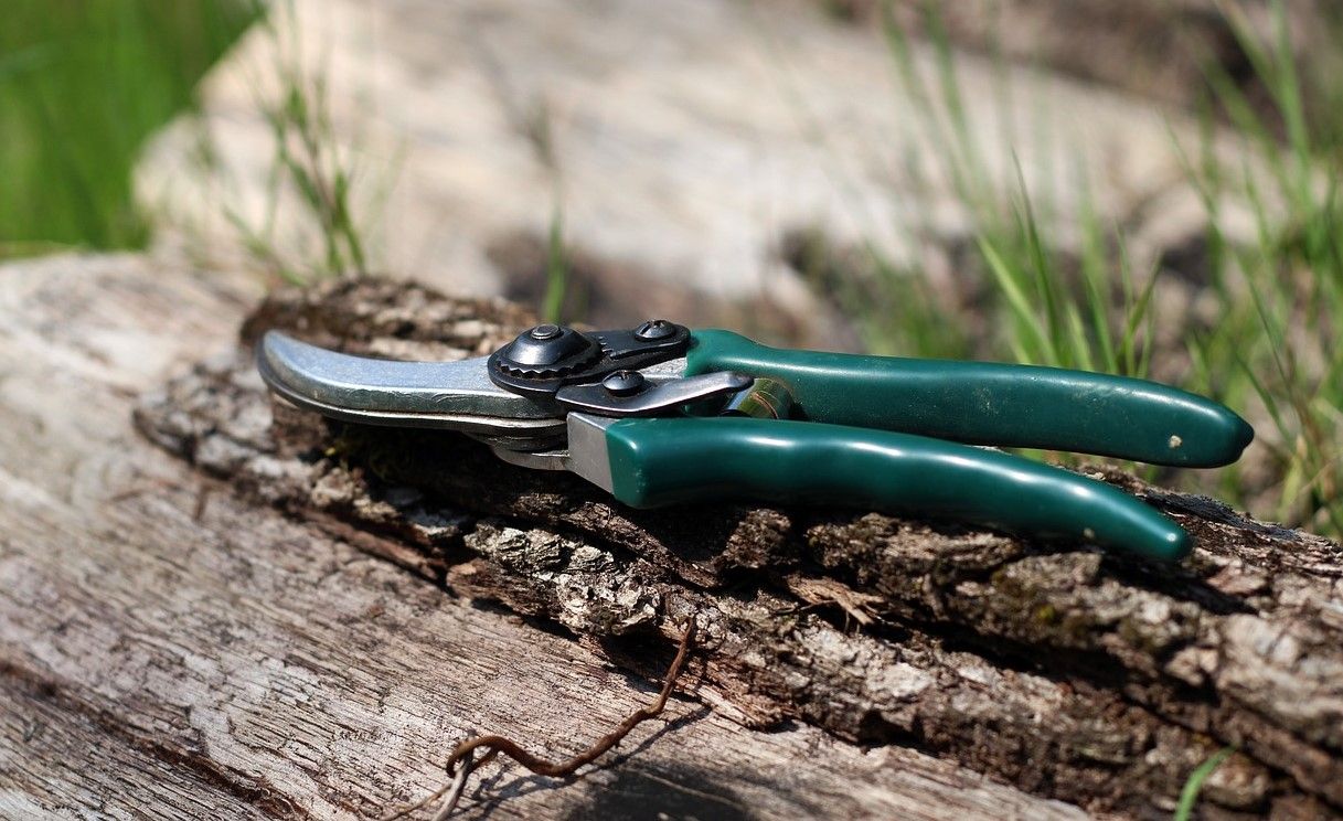 pruning shears