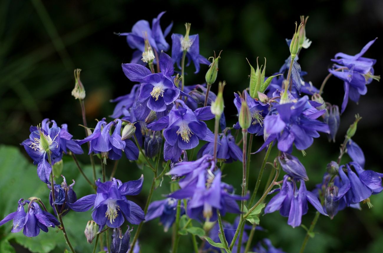 purple aquilegias