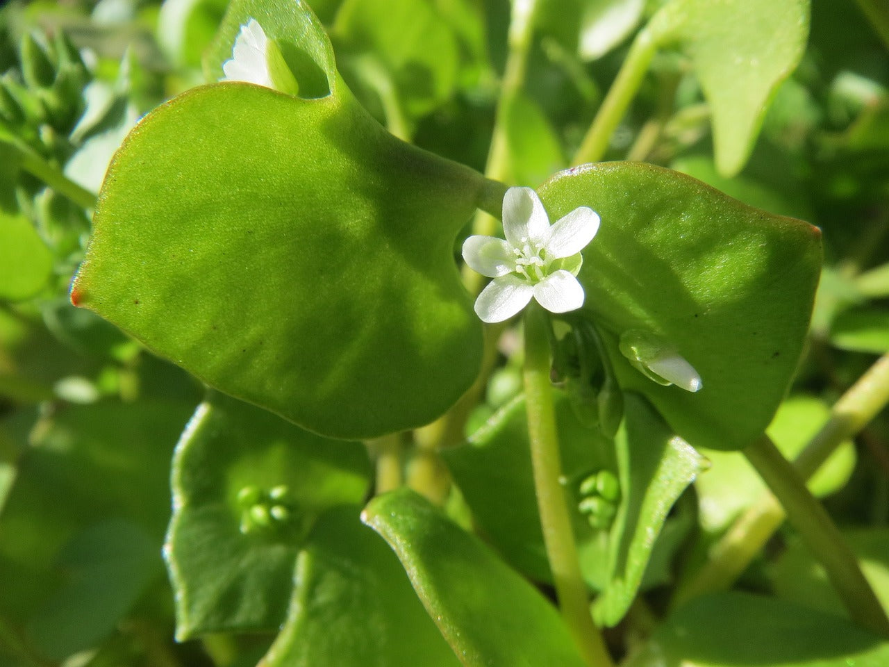 Vegetables to Plant in Autumn