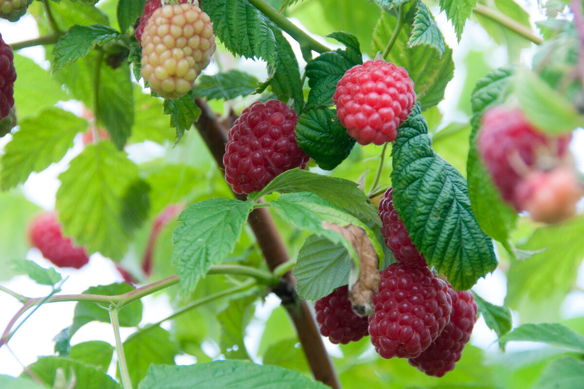 raspberries