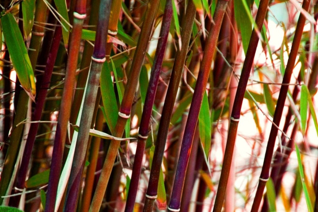 red bamboo