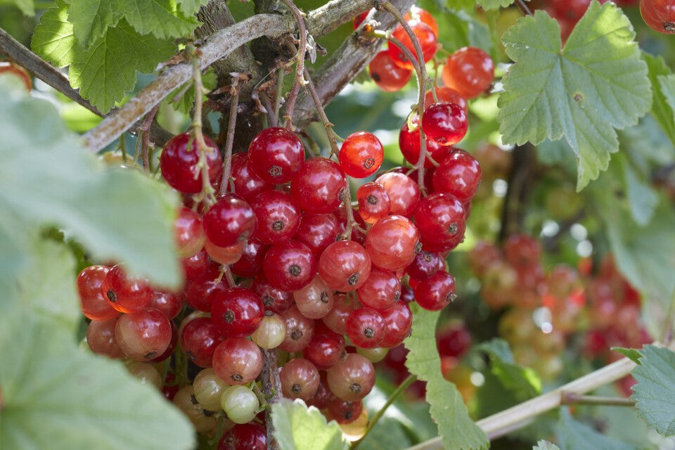 redcurrants