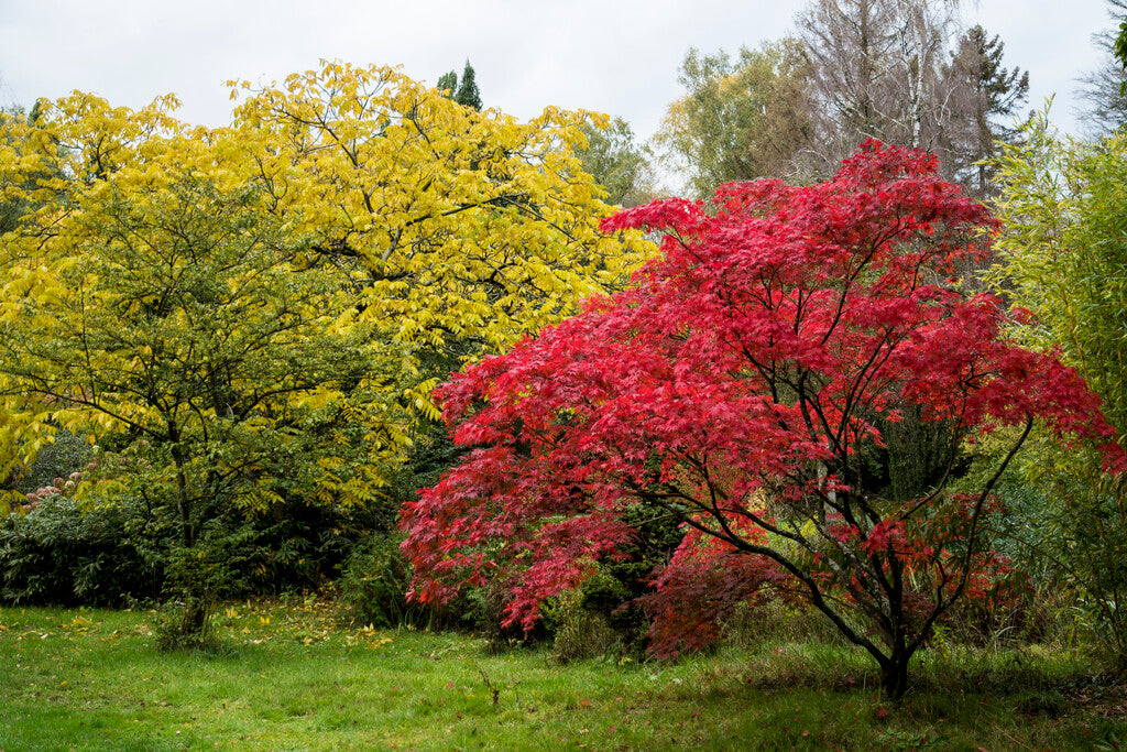 red maple