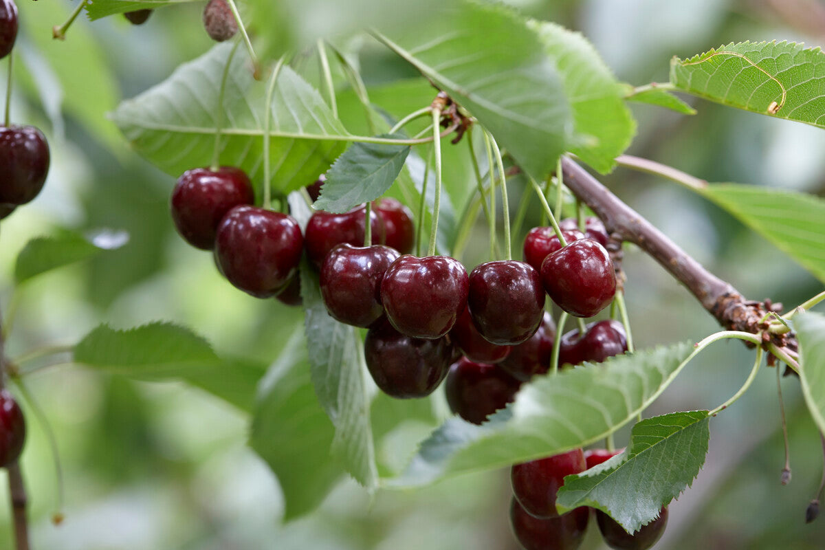 cherry fruit