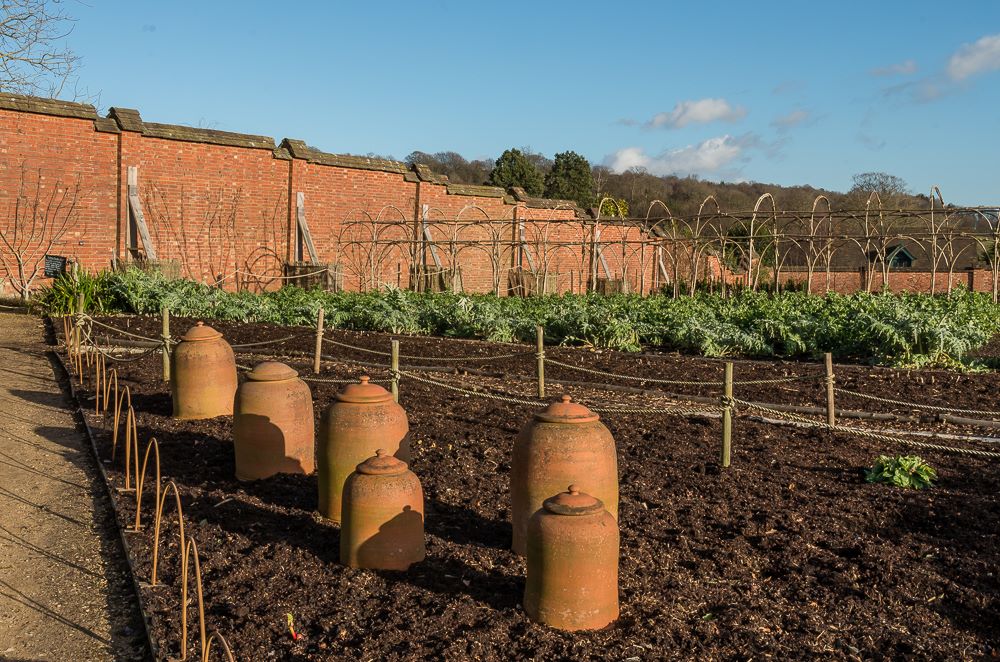 rhubarb forcers