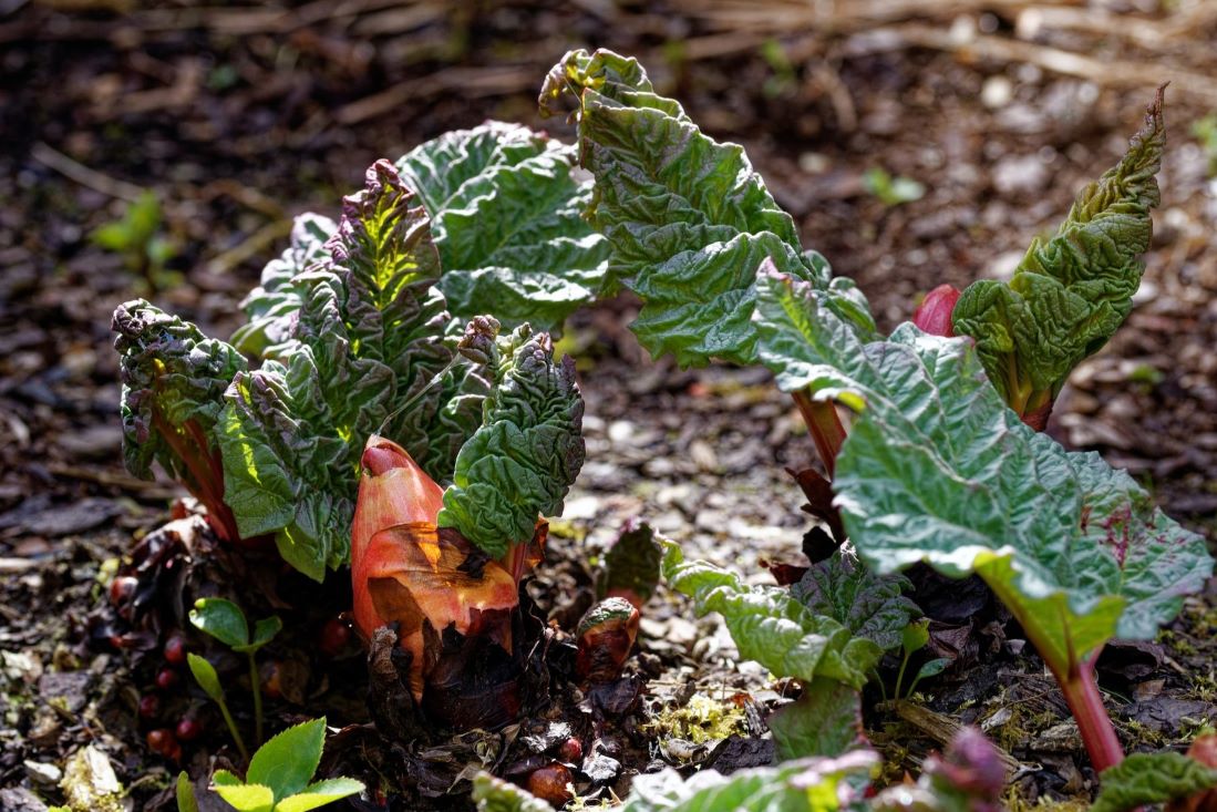 rhubarb leaves