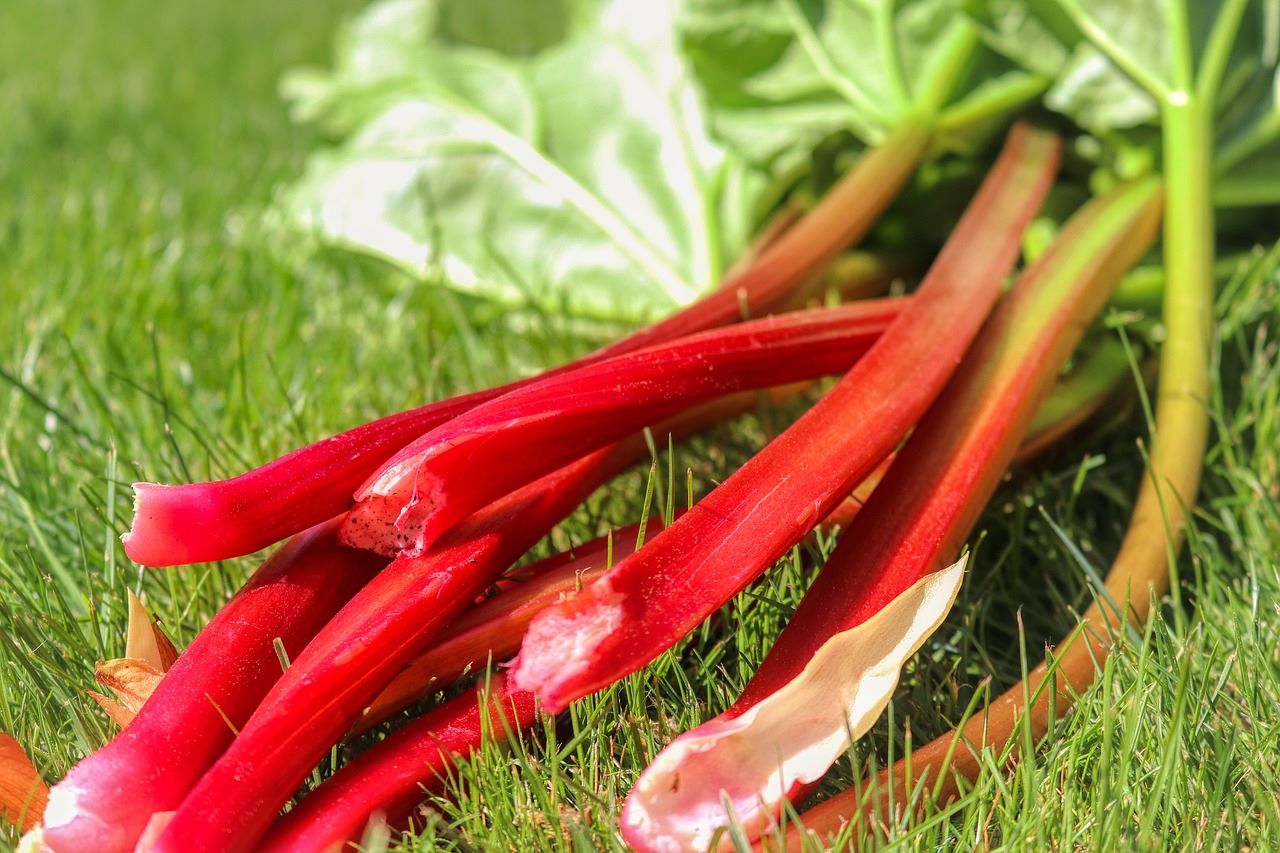 rhubarb stems