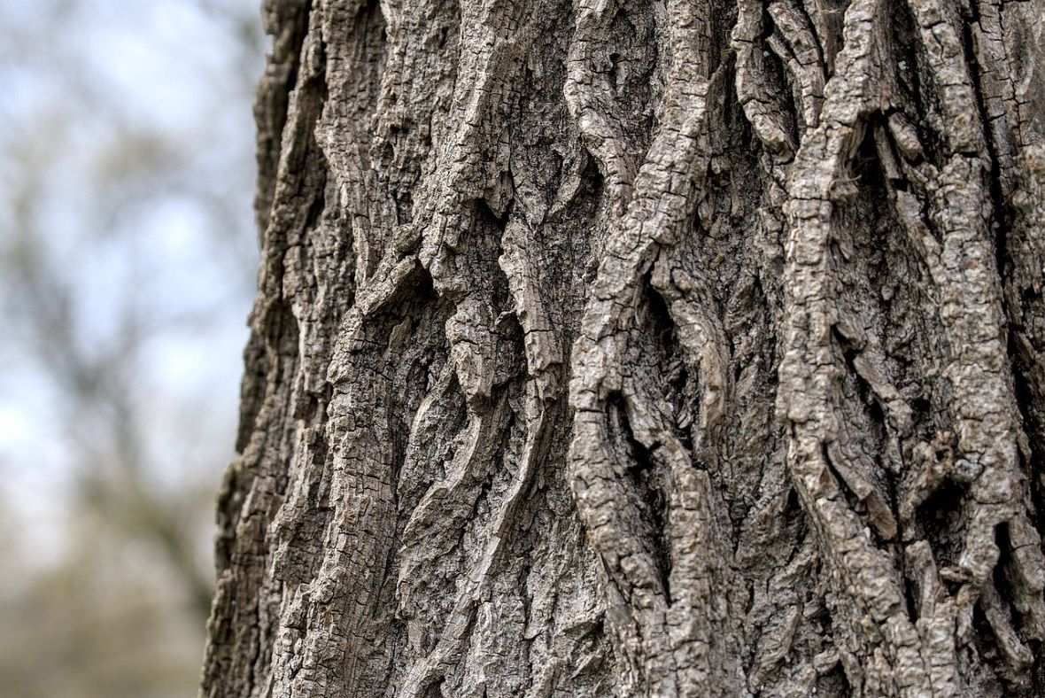 ridged bark