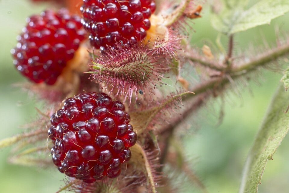 japanese wineberry