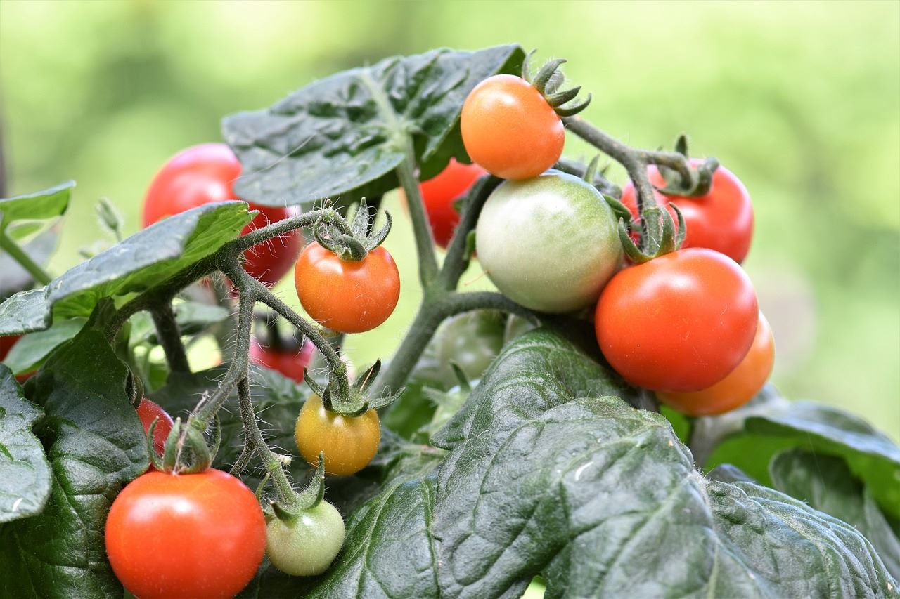 ripening tomatoes