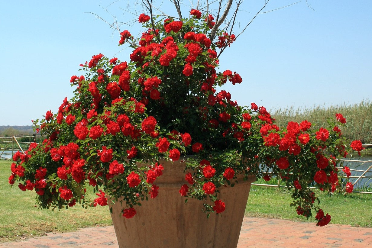 rose bush in pot