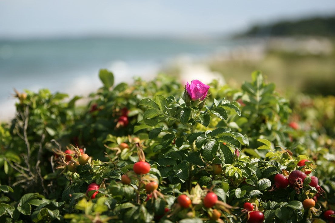 rose by the sea