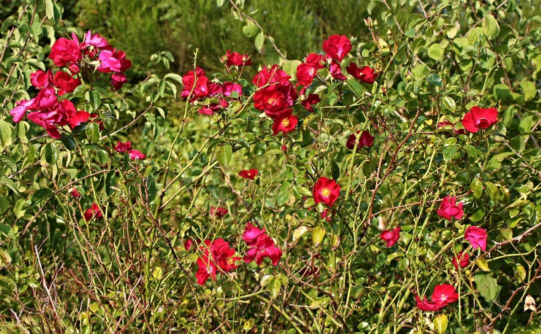 rose hedging