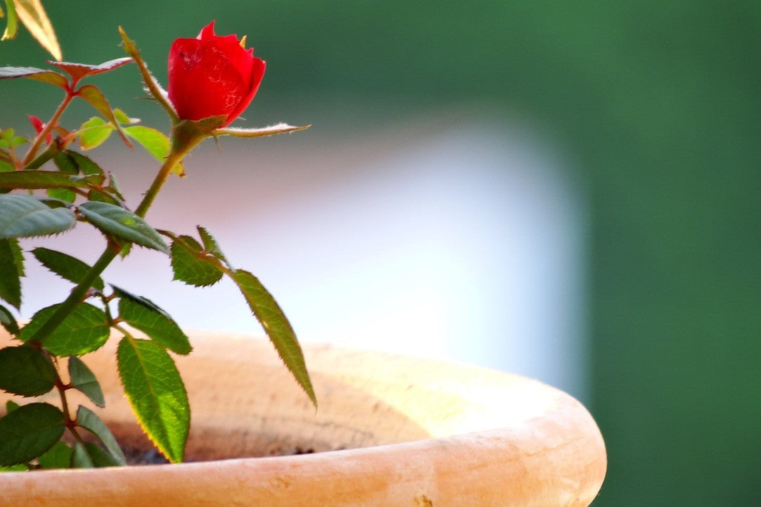 rose in pot