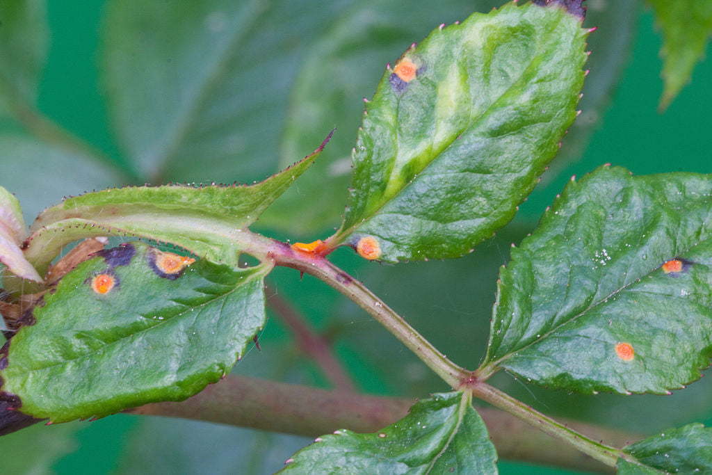 rose rust