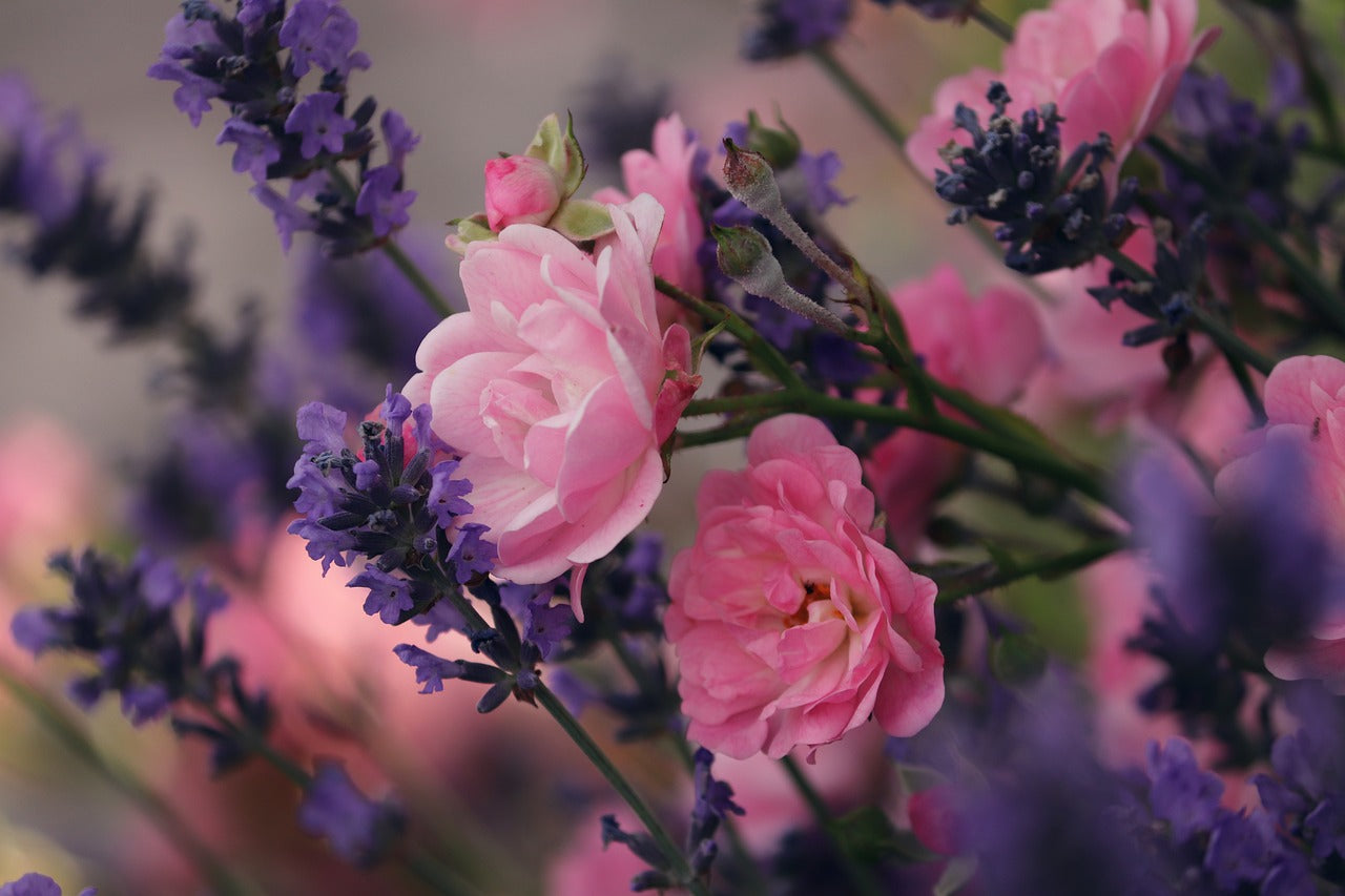 roses and lavender