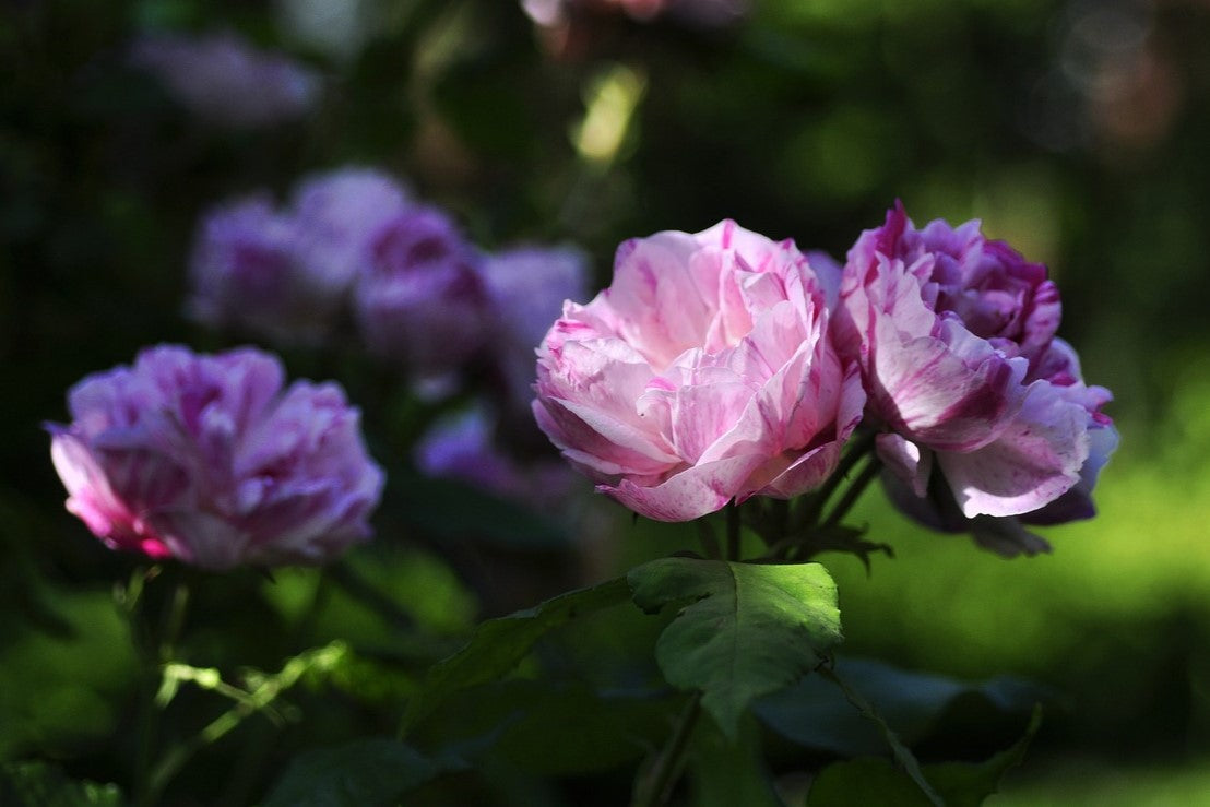 roses in shade