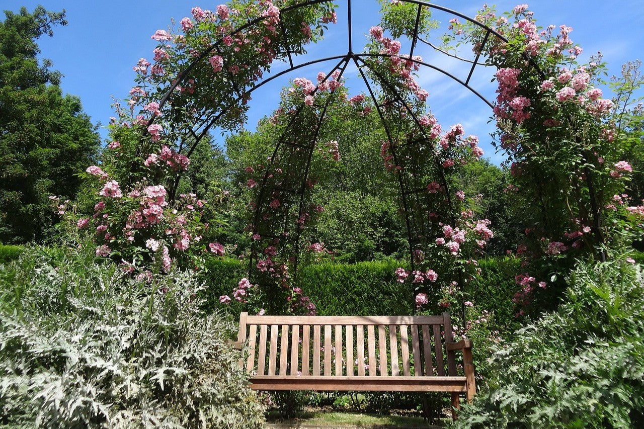 roses over bench