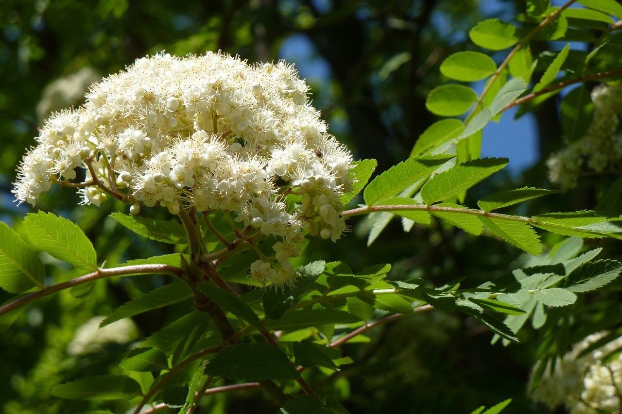 rowan blossom