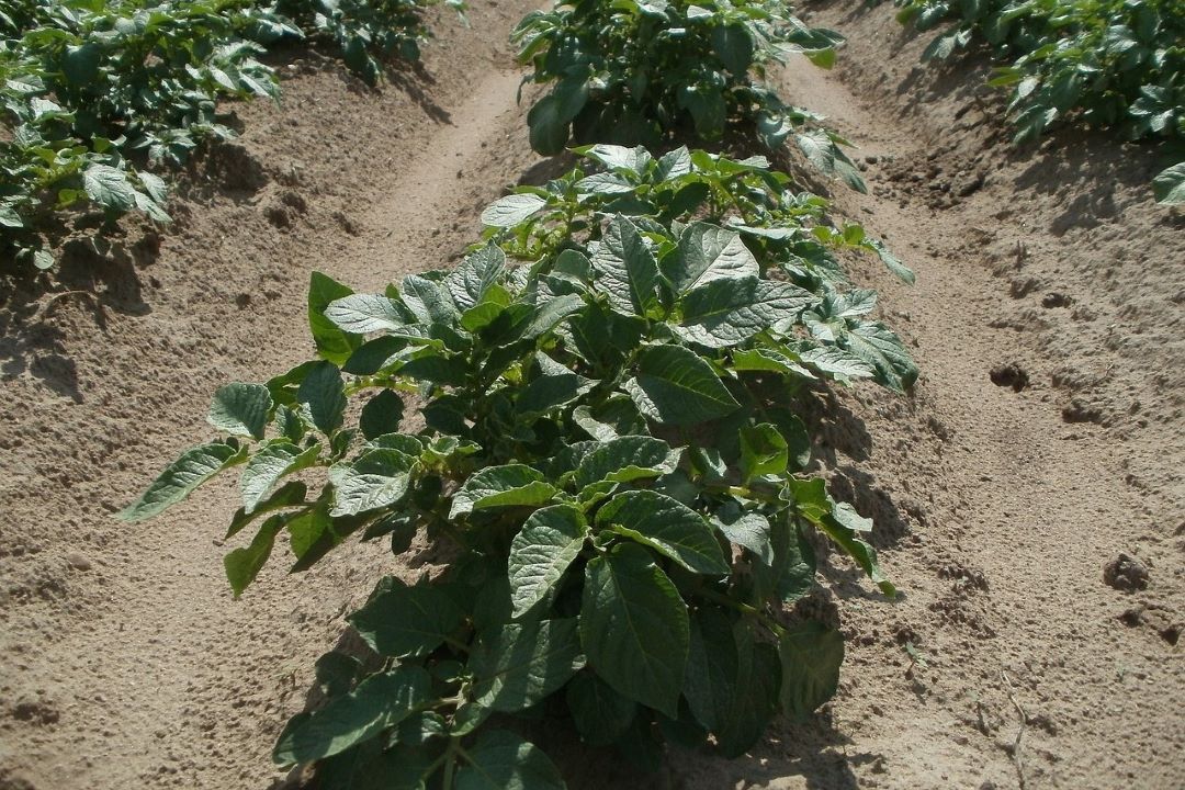 rows of potatoes