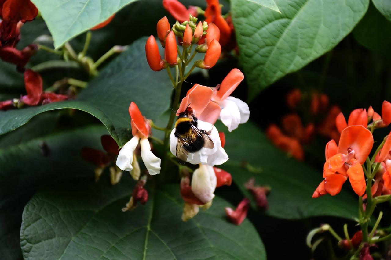 runner bean flowers