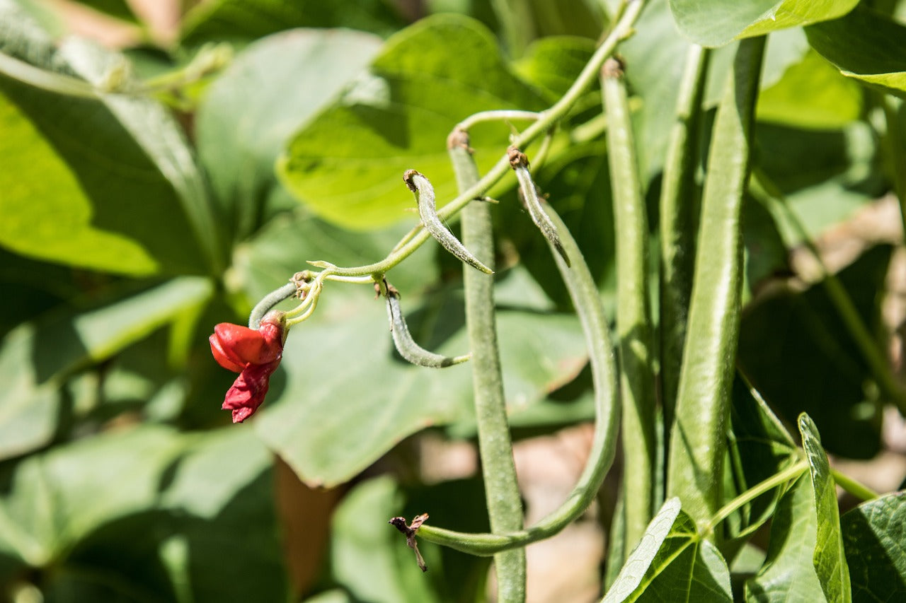 runner bean