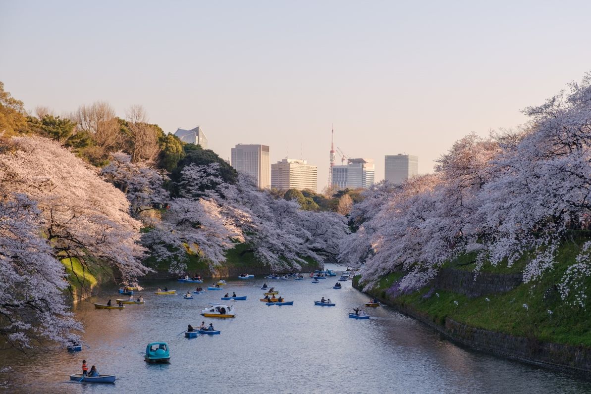 sakura river