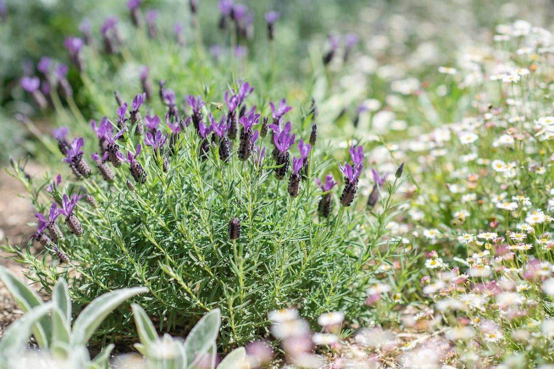 sandy soil plants