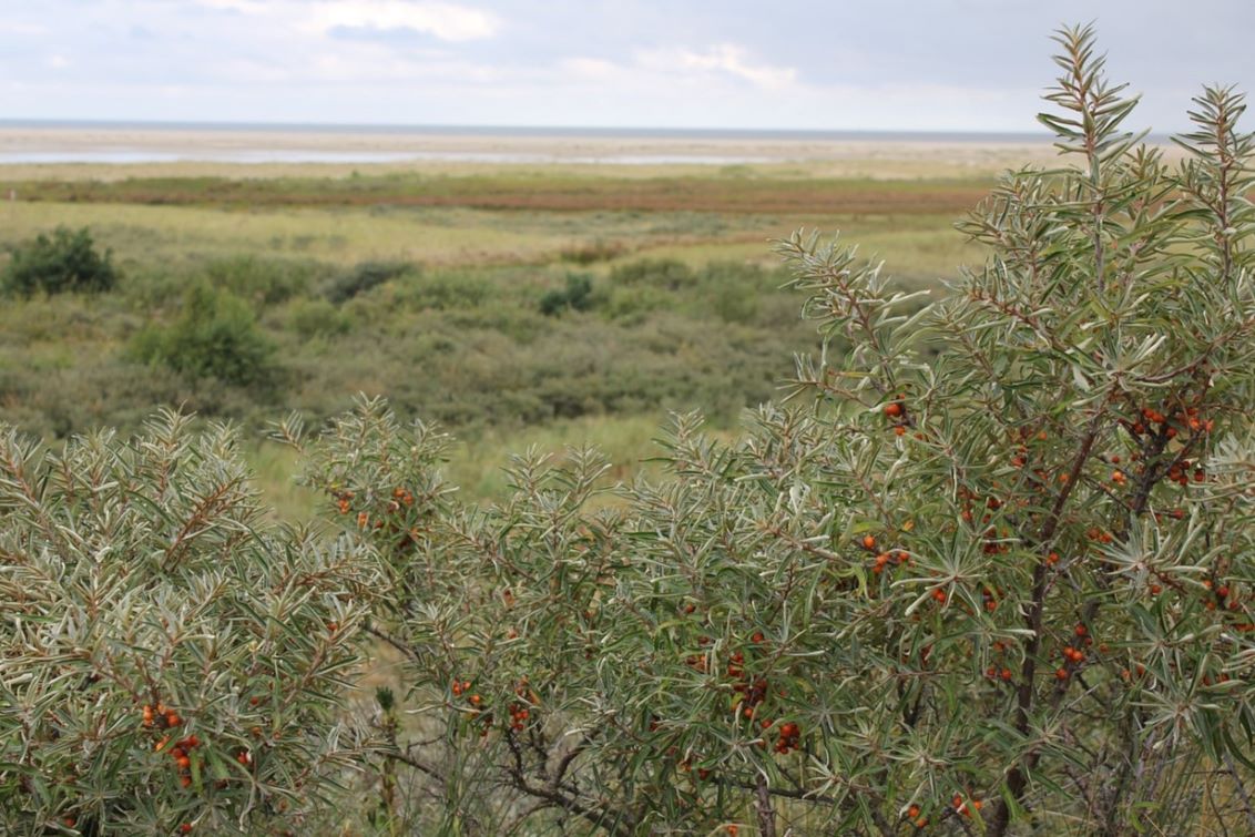 sea buckthorn