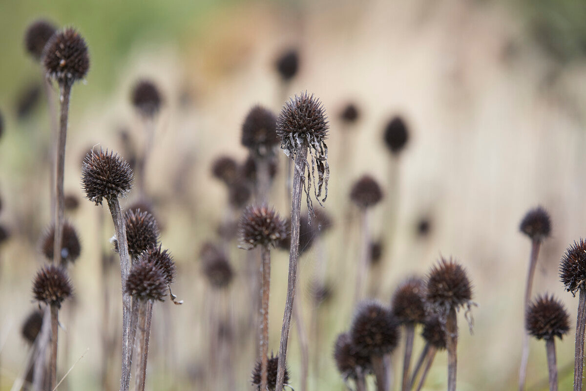 seed heads