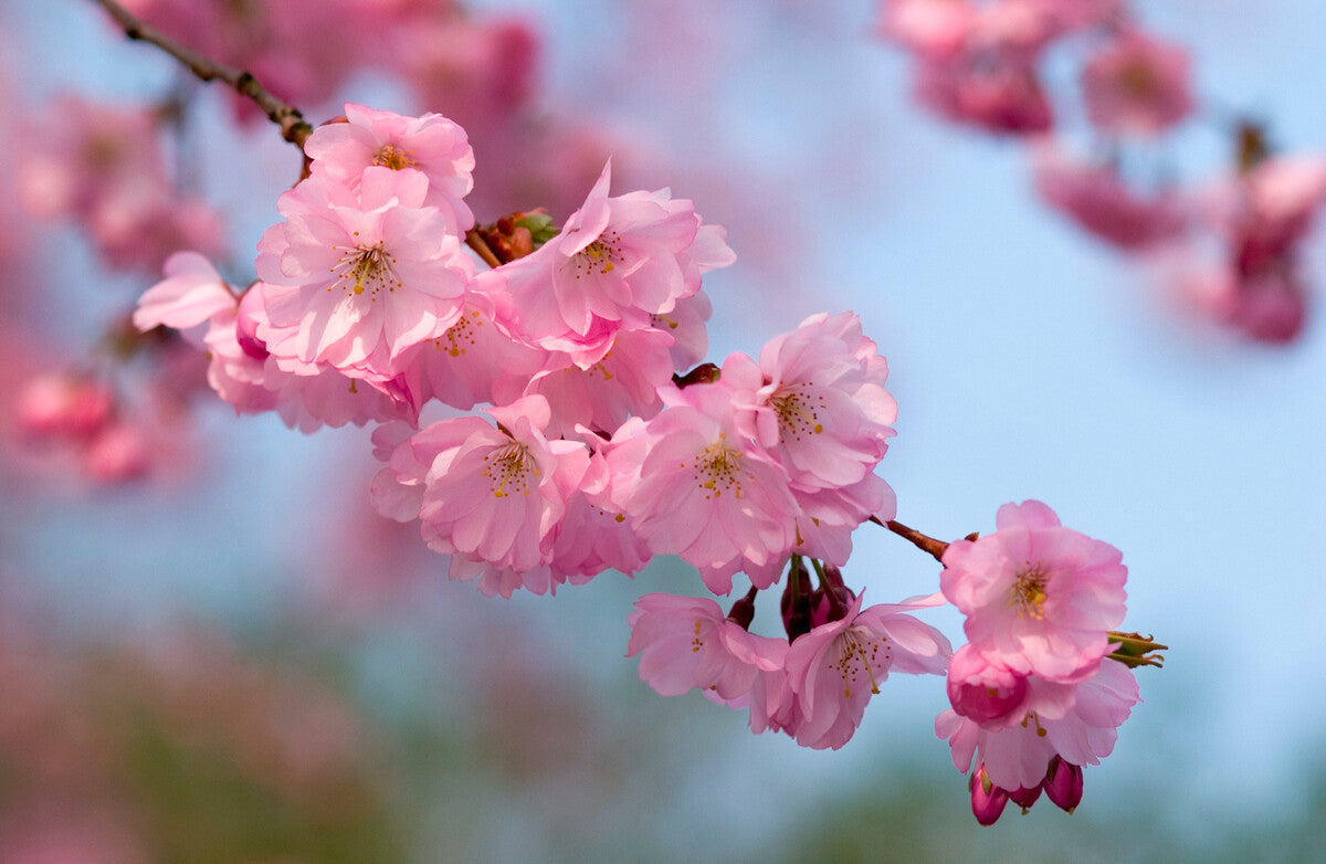 Eight Things You Probably Don't Know About Flowering Cherry Trees