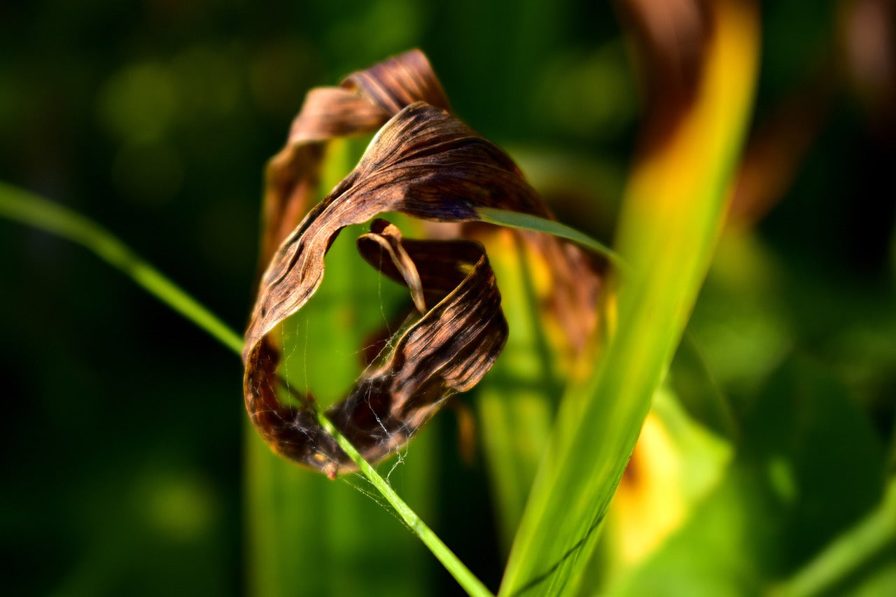 shriveled iris leaf